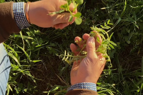 Un agriculteur examine ces cultures.