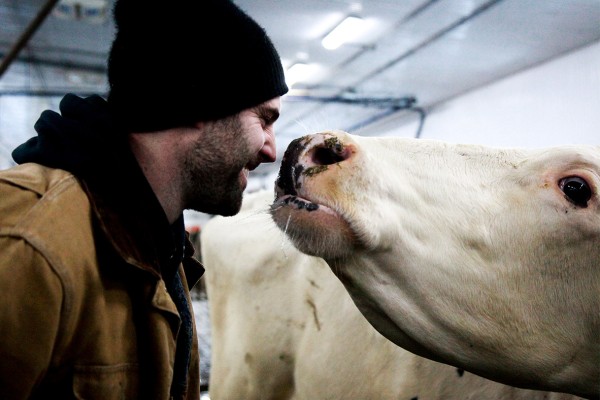 Homme et vache