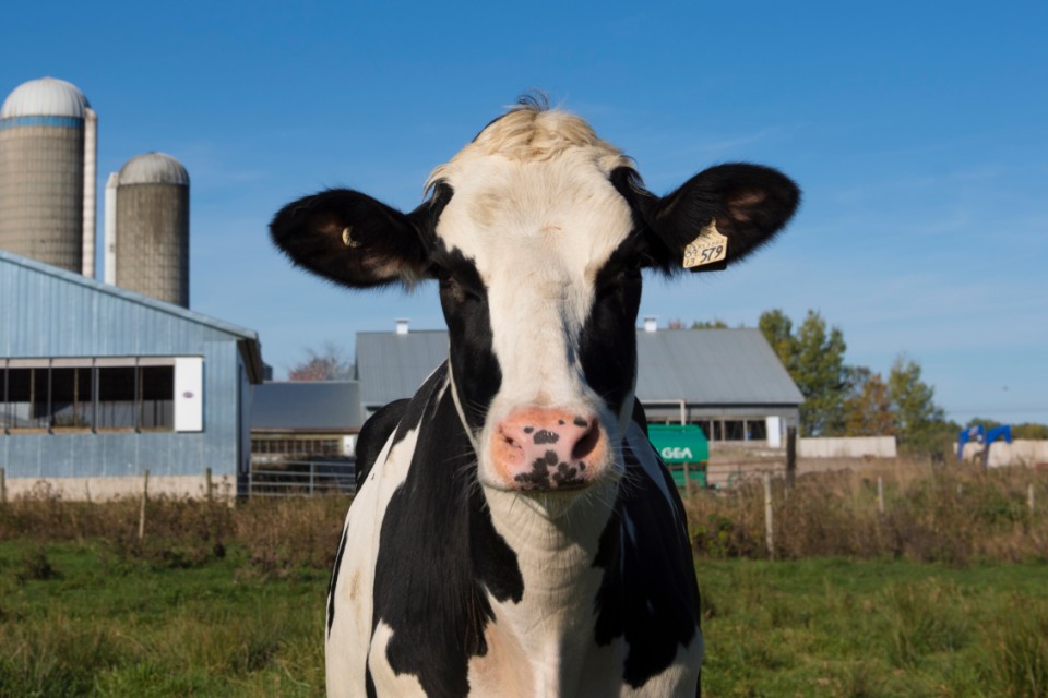 Une holstein dehors devant une grange avec un beau ciel bleu en arrière plan