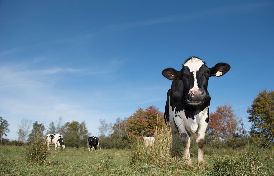 Des vaches dans un pâturage 