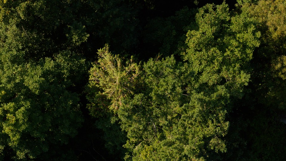 Tree Canada