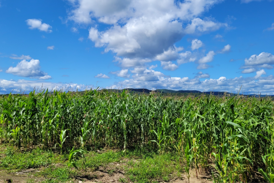 Le Cuisinomane visits a Canadian dairy farm