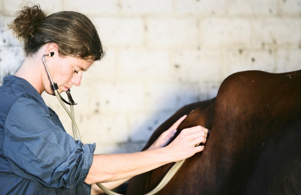 Une vétérinaire prend soin d'une vache.