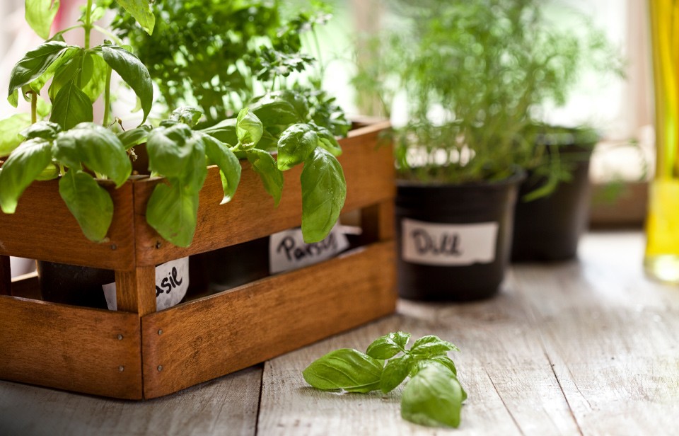 Un jardin de fines herbes intérieur 