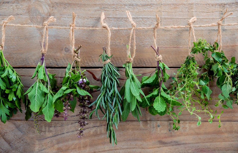 Des bouquets d’herbes fraîches accrochés pour  sécher