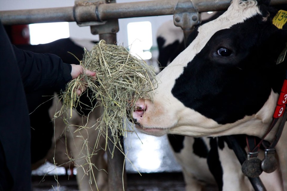 A cow in a Quebec barn FR