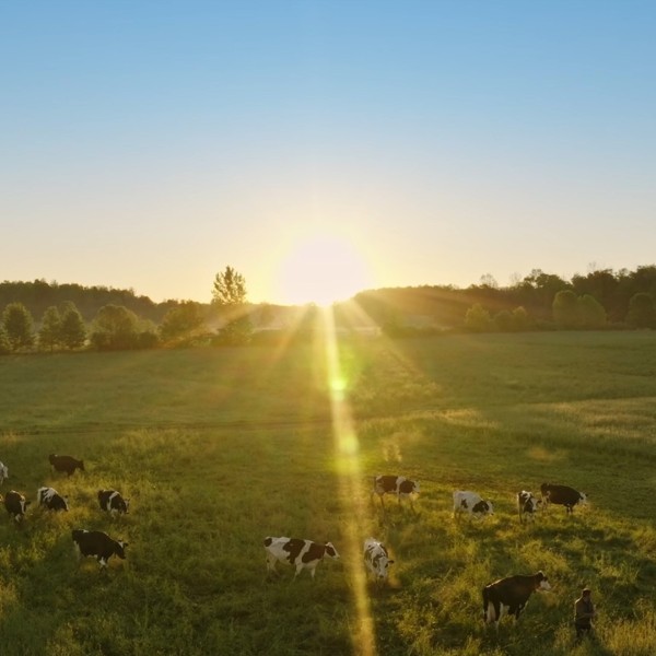 Cows grazing in field