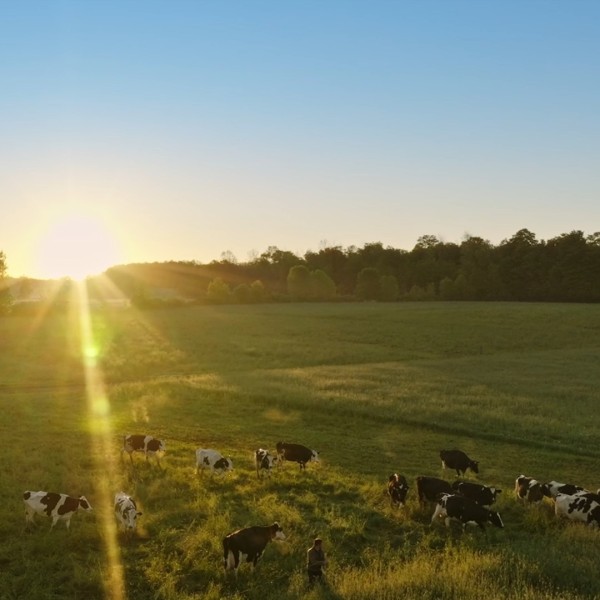 Cows in field