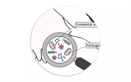 The Microbiome as an Alternative to Antibiotic Use in Dairy Cows